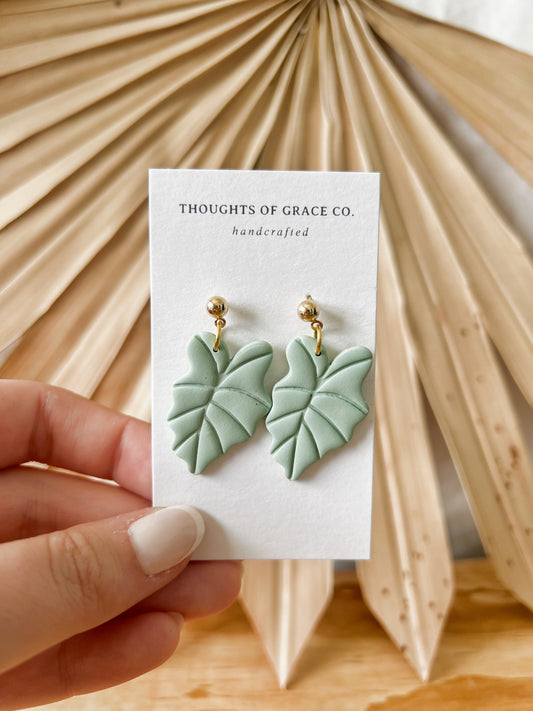 Alocasia Dangles